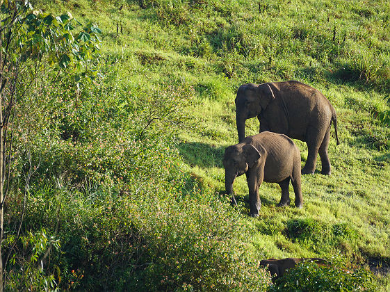 Inde - Portrait de deux éléphants dans la réserve de Periyar