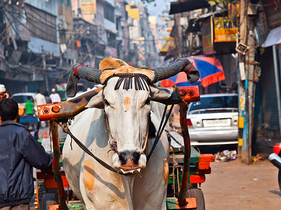 Vache dans les rues de Old Delhi - Inde