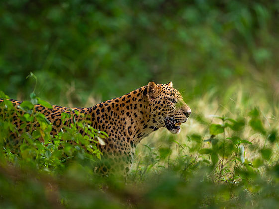 léopard sauvage parc der Sariska