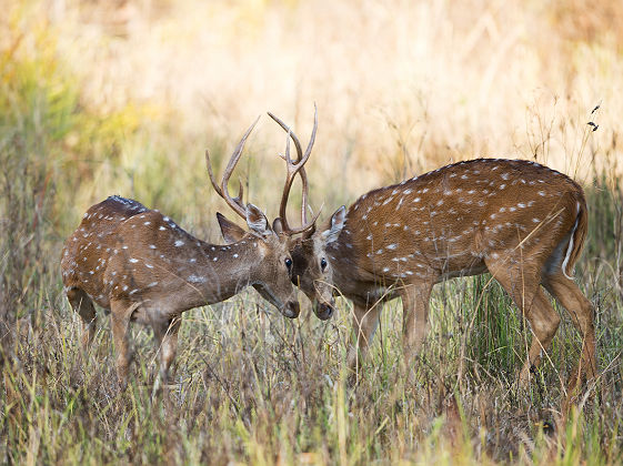 Cerfs dans la Kanha Kisli National Park