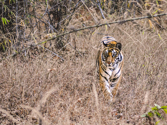 Tigre dans le Bandhavgarh National Park