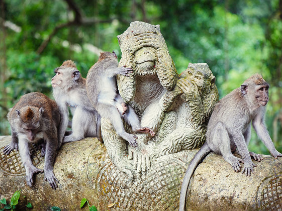 Macaques à longue queue - Bali, Indonésie