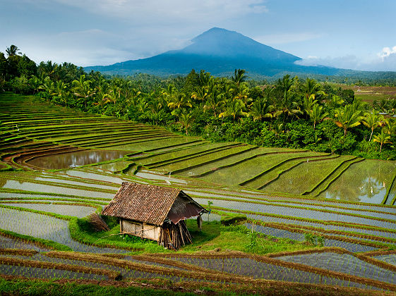 Rizières en terrasse de Belimbing, Bali - Indonésie