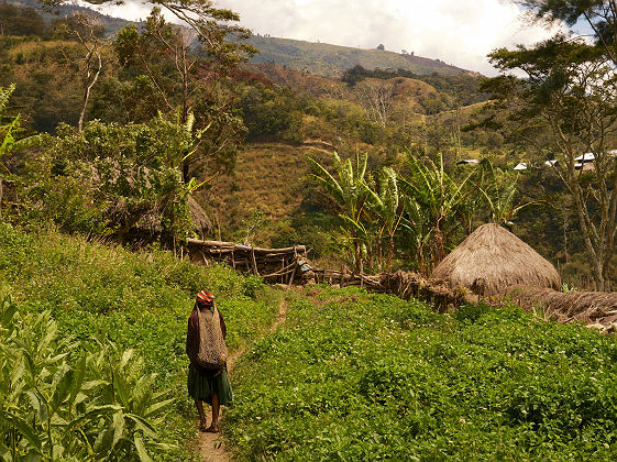 Village dans la vallée de Baliem- Papouasie Occidentale-Crédit @Anmede
