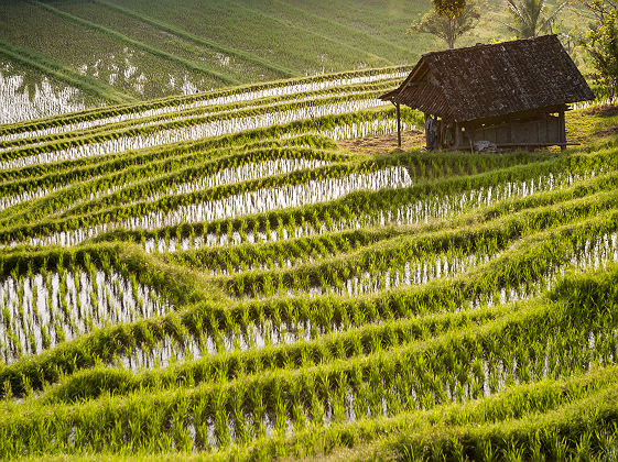 Bali - Vue sur les rizières du village de Belimbing