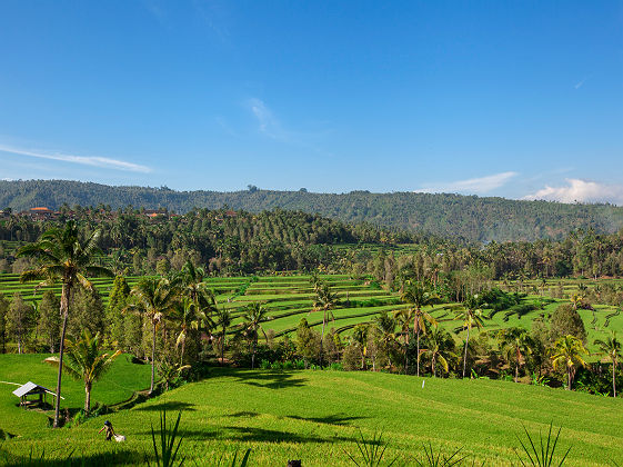 Vue sur Munduk et ses risières en terrasse - Bali, Indonésie