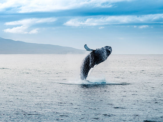 Baleine au large de l'Islande