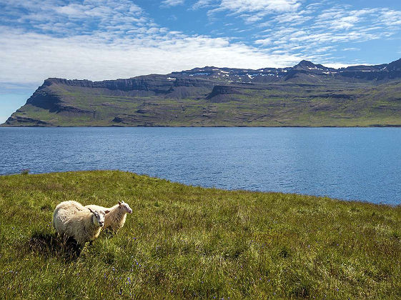 Two Sheeps staying in the green meadow of Mjoifjordur