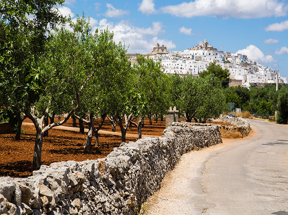 Vue sur la ville d'Ostuni et ses oliviers - Pouilles, Italie