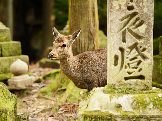 Daim à Nara - Japon