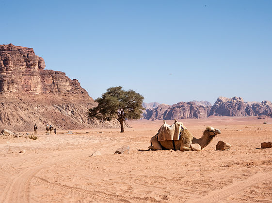 Chameau à Wadi Rum - Jordanie