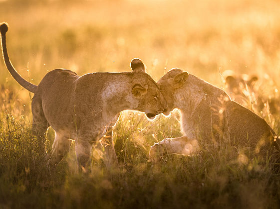 Sala's Camp - Lions au masaï mara