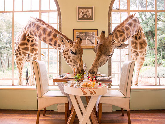 Giraffe Manor