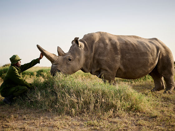 Sanctuary Tambarare - Rhinoceros