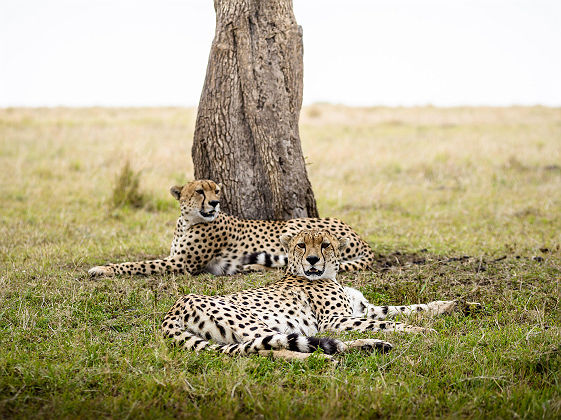  Sanctuary Olonana - Safari