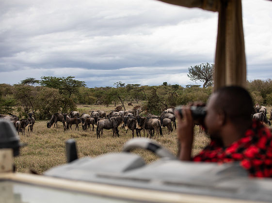 Migration des Gnous