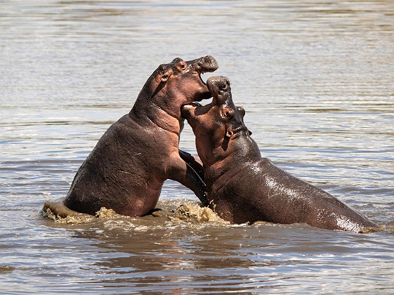 Hippopotames au Grumeti Serengeti River Lodge