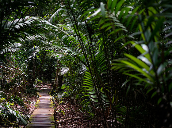 Forêt tropicale du parc national de Mulu - Bornéo