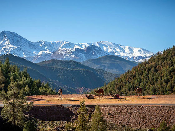 Chameaux dans la vallée d'Ourika