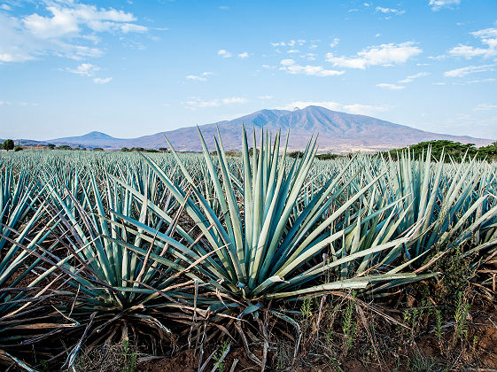 Plantation d'Agave à Tequila - Mexique