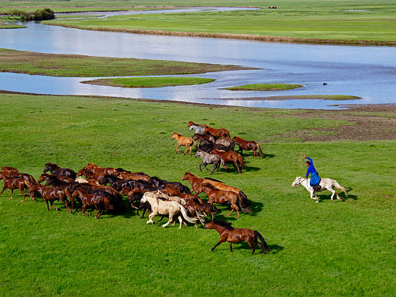 Troupeau de chevaux - Mongolie