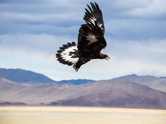 Aigle royal en chasse - Mongolie