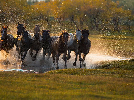 Chevaux au galop - Mongolie