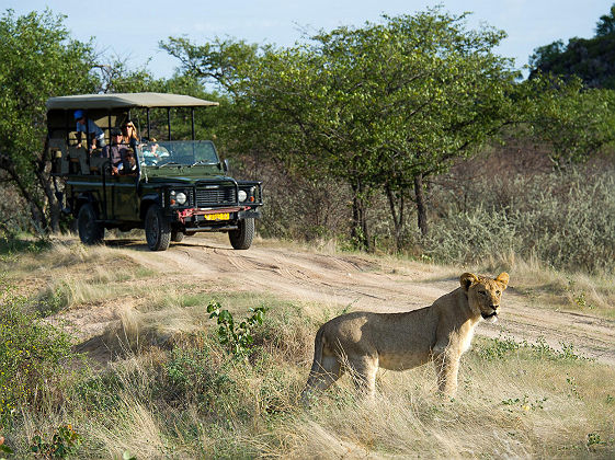 Little Ongava lodge - Safari