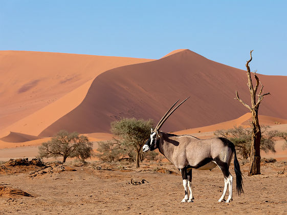 Oryx Gazelle dans les dunes - Namibie