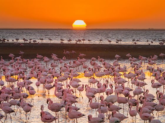 Flamants roses au coucher du soleil - Namibie
