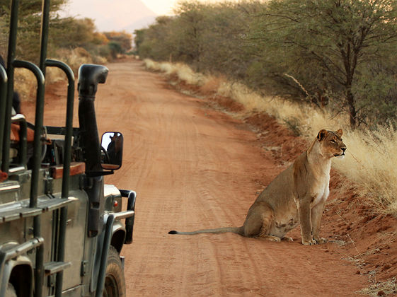 Lion près d'une Jeep de Safari - Namibie