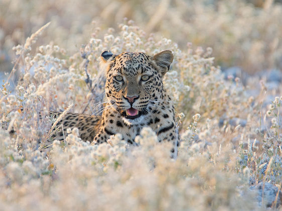 Léopard dans les fleurs - Namibie