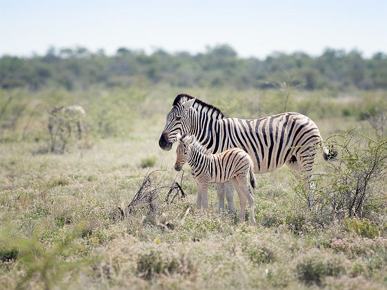 Petit zèbre avec sa mère - Parc National d'Etosha, Namibie