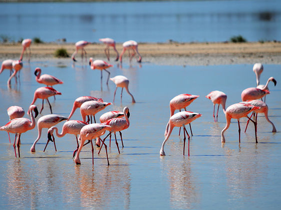 Flamants roses d'Etosha - Namibie
