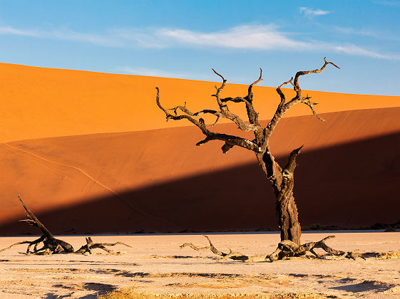 Arbre mort de Sossusvlei - Namibie
