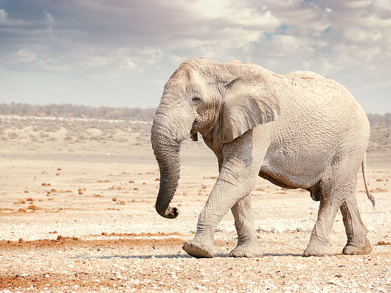 Elephant - Namibie