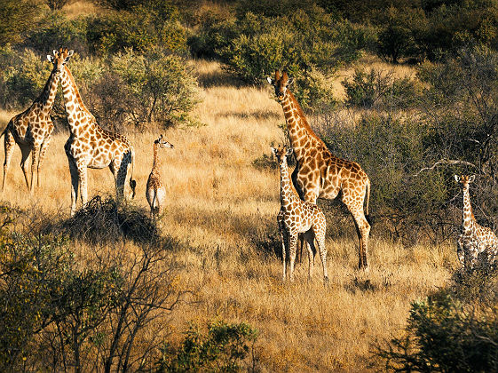Girafes dans Réserve Privée de Zannier 