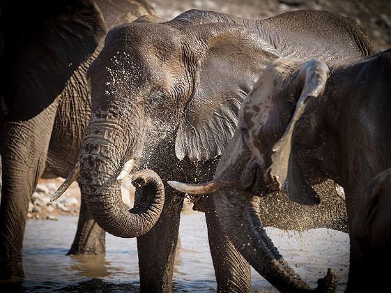 Eléphants dans la réserve d'Onguma