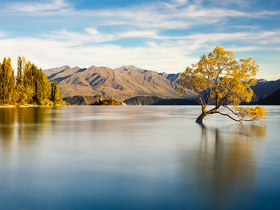Nouvelle-Zélande - Arbre immergée par le lac Wanaka en été