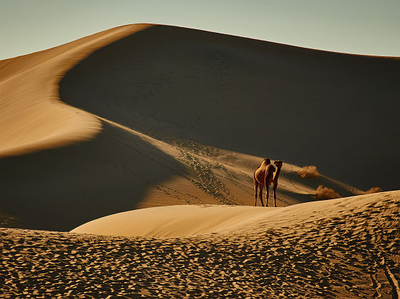 Oman - Balade en chameau dans le désert Wahiba