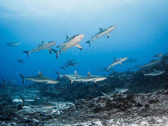 Requins_gris de Rangiroa_Copyright Bernard Beaussier