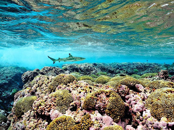 Requin en Polynésie