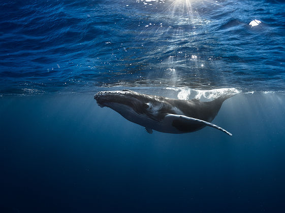 Baleine en Polynésie_gregory lecoeur