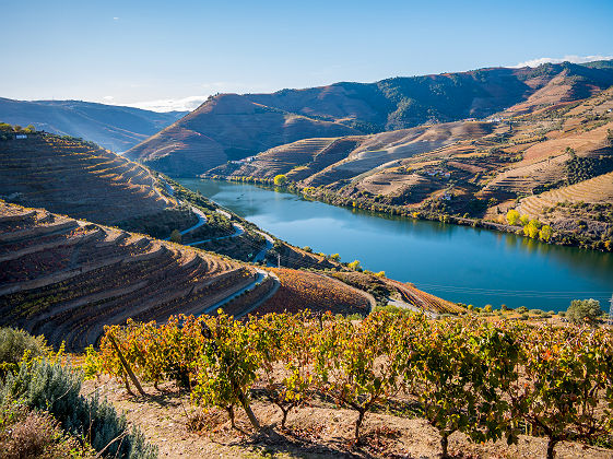 Les vignobles de la Vallée du Douro - Portugal