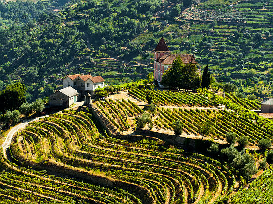 Les vignobles ensoleillés de la vallée du Douro - Portugal