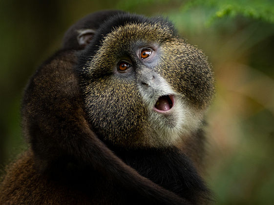 singes_dores_au_rwanda