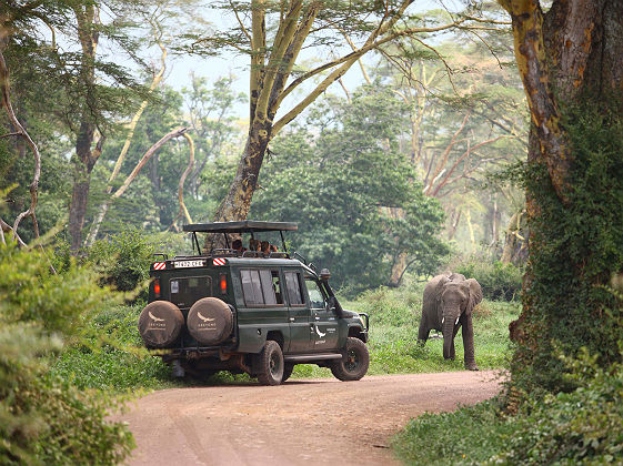 Safari au Ngorongoro crater lodge