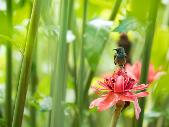 Seychelles - Portrait d'un oiseau posé sur une fleur