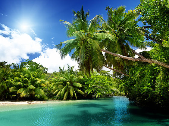 Seychelles - Vue sur le lac et des palmiers à l'île Mahe