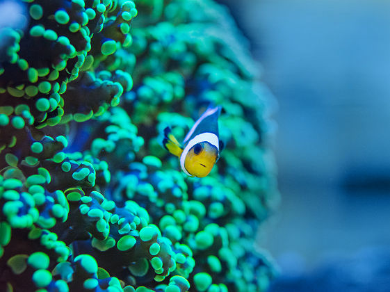 Seychelles - Portrait d'un poisson clown entre les coraux bleus
